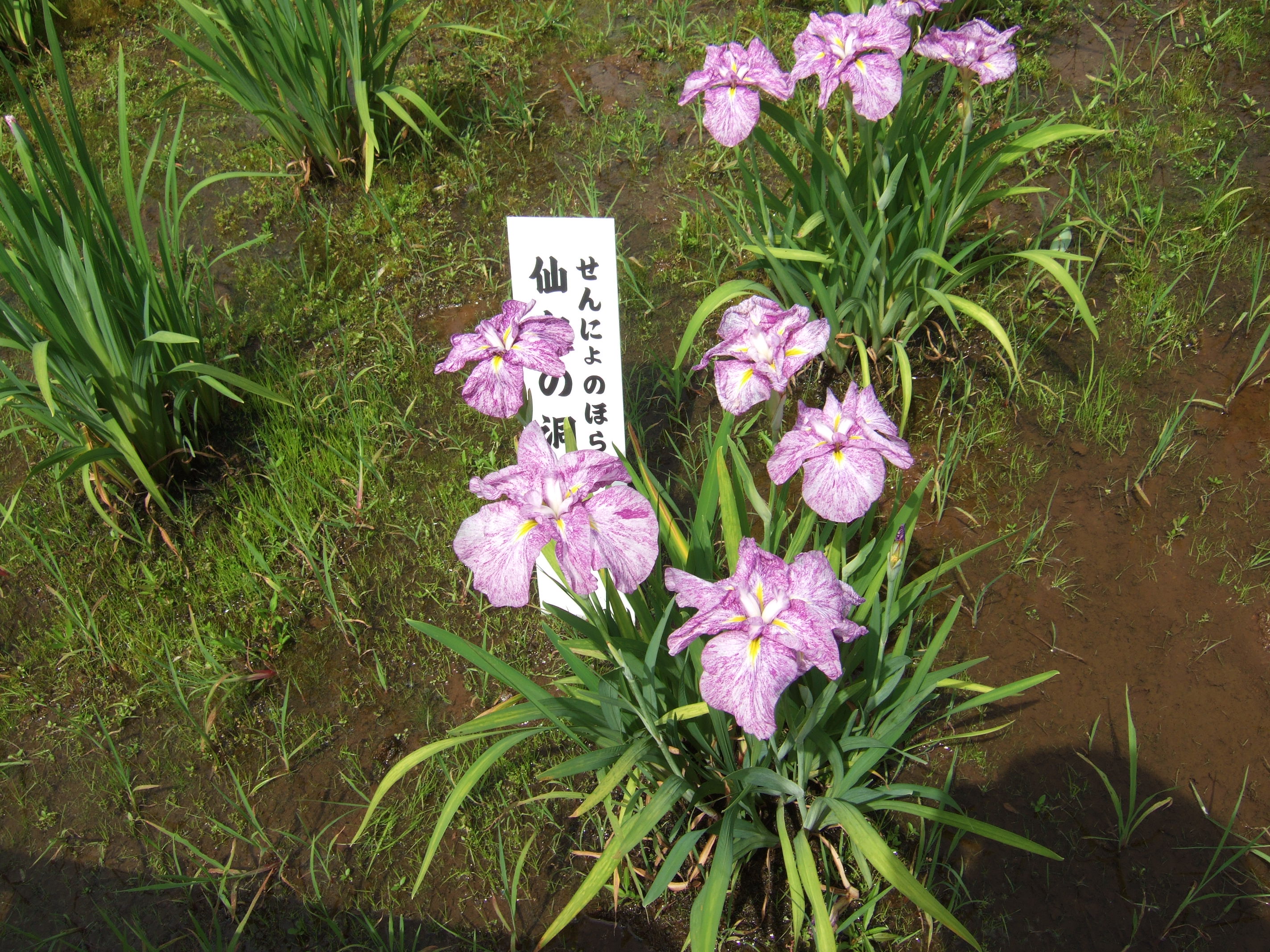 満開の菖蒲に笑顔咲く♪ 東村山・北山公園へ行ってきました！