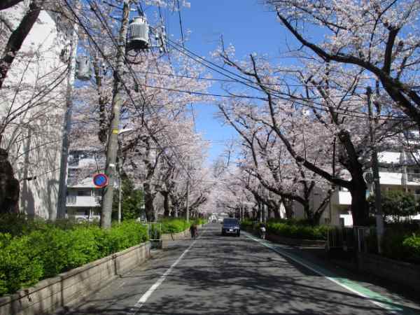 今年のお花見はドライブで！