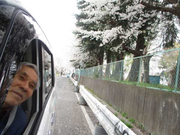 車の窓を開けて桜を眺めるお客様