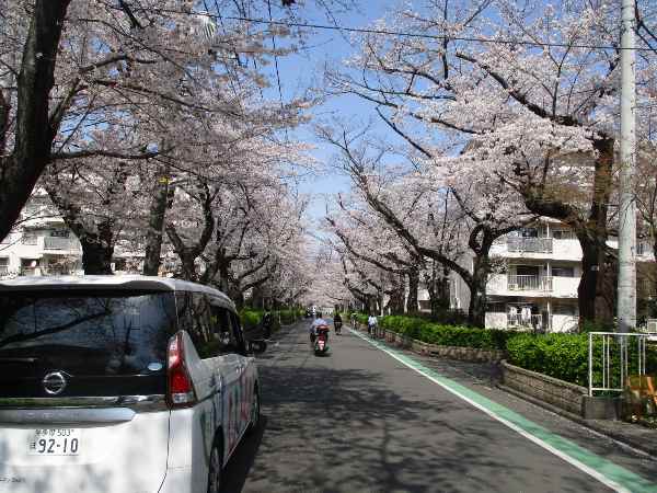 桜の展覧会（in東久留米)