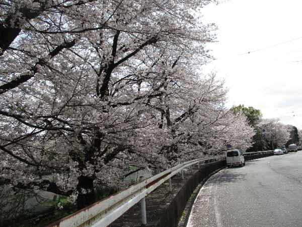 白山公園の桜