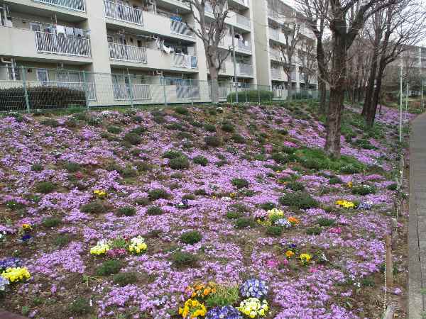 満開も芝桜