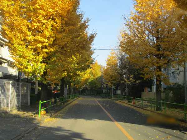 多摩湖の紅葉は綺麗でした～☆