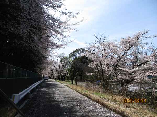 桜の展覧会（in東久留米)