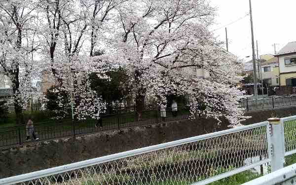 桜の展覧会（in東久留米)