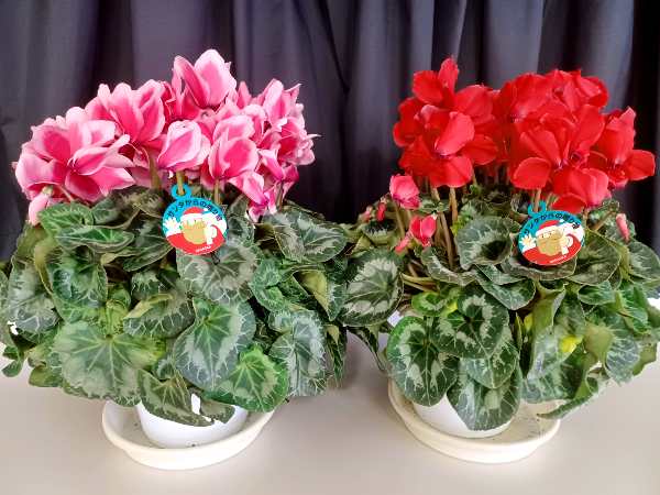 サンタさんからのプレゼント