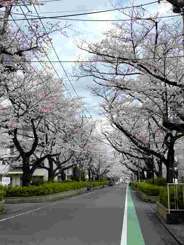 2022の桜（in東久留米）
