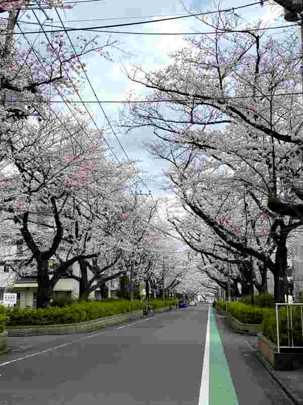 お花見ドライブ