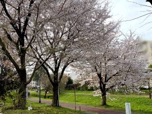 下里の桜