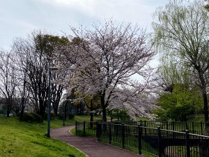 下里の桜