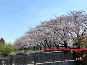 けんちの里前の桜