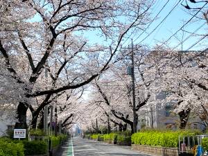 桜並木の桜