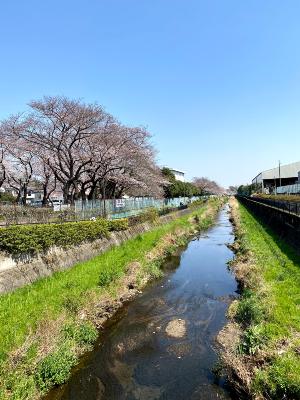 小平デイのお花見散歩