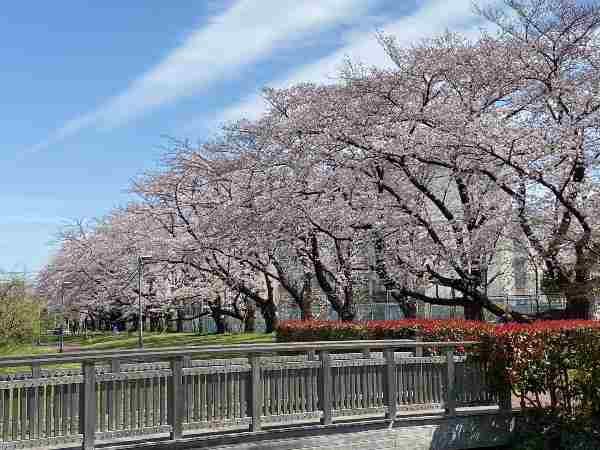 パレ・フローラ前の桜