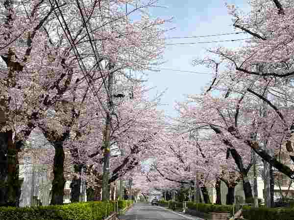 滝山の桜並木