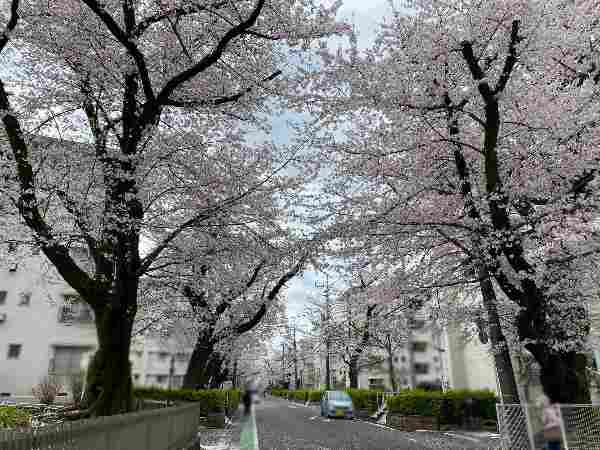 桜並木のさくら