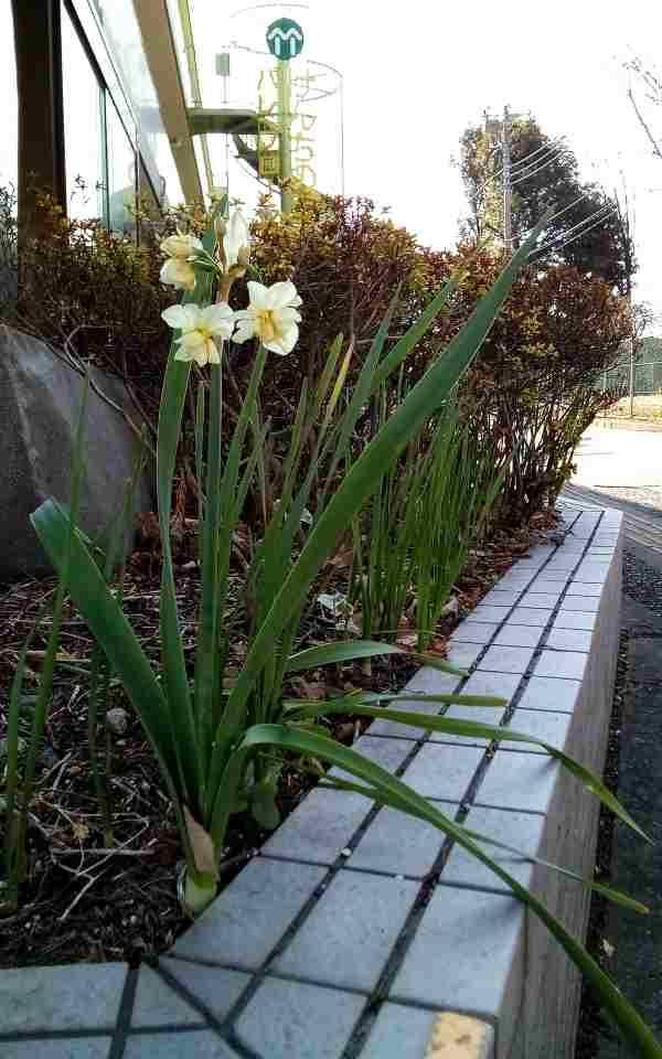 一本だけ花を咲かせた水仙