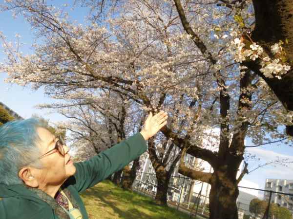 お花見散歩～桜咲く道を歩く、心も弾む季節の散策～
