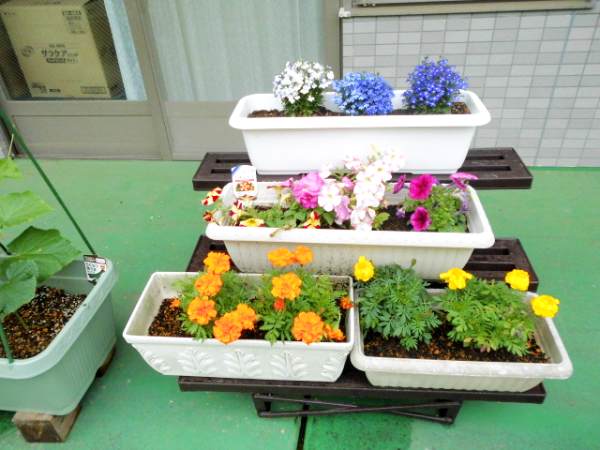 中庭園芸～癒しと彩りの庭づくり～