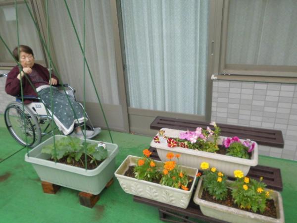 園芸のお花を見ているお客様