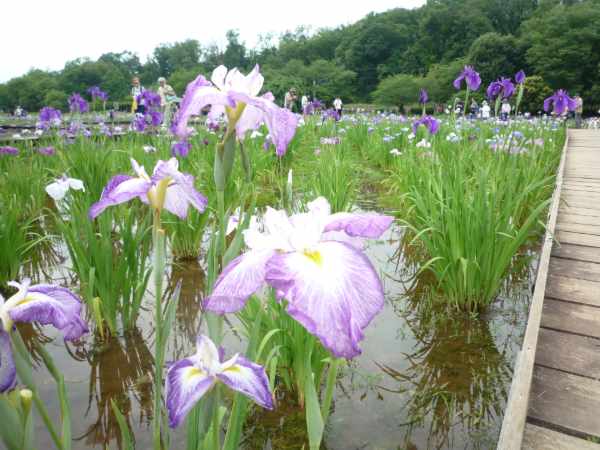 北山公園菖蒲園散策～花も笑顔も満開～
