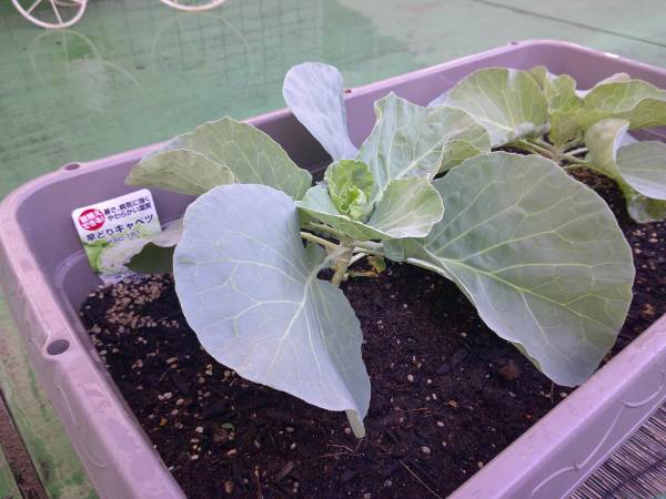 プランターの野菜