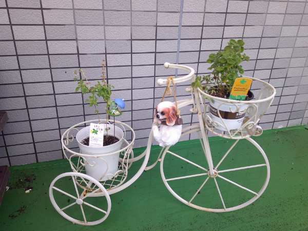 中庭のプランター