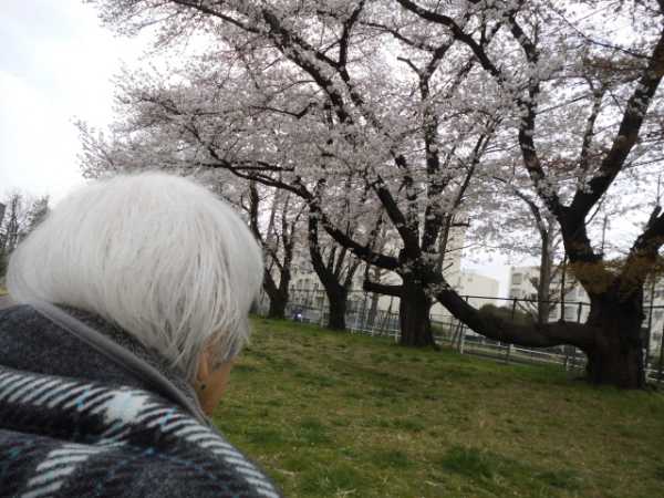 桜を眺めているお客様