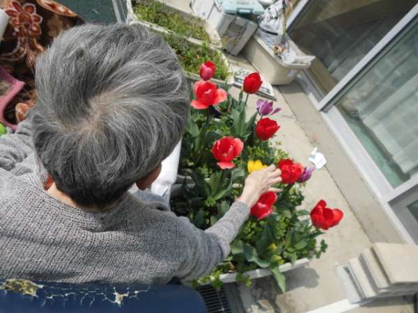 チューリップの花をみるお客様