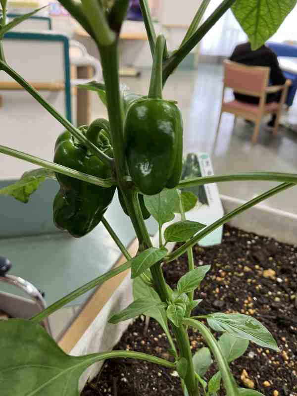 夏野菜