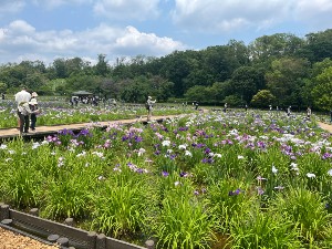 北山公園散策 菖蒲鑑賞~2026年~