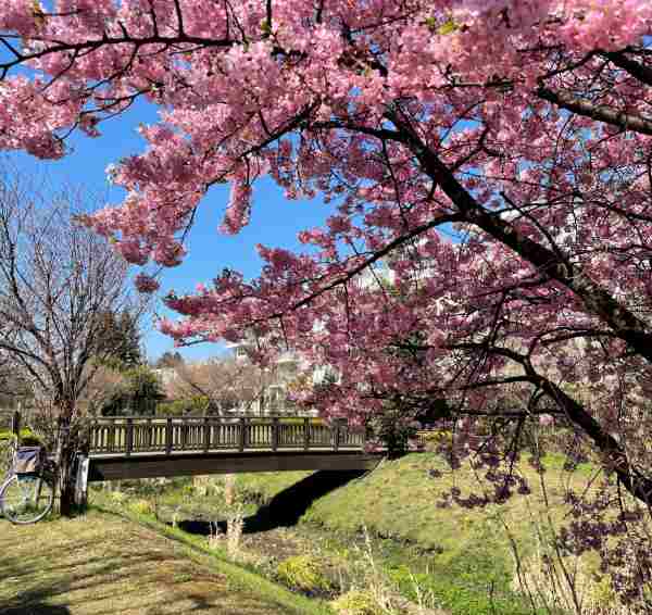 2023の桜（in東久留米）