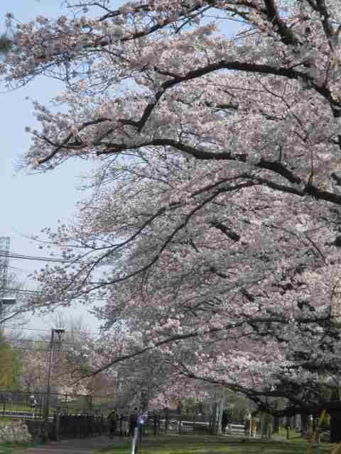 桜の展覧会（in東久留米)